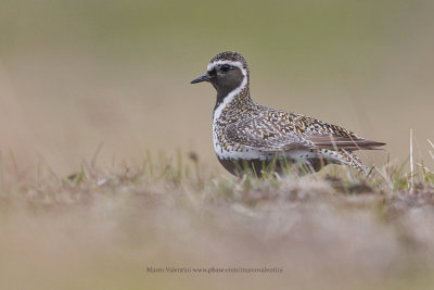 Eurasian Golden Plover - Pluvialis apricaria