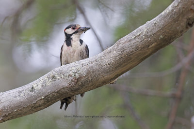 Great spotted Woodpecker - Dendrocopus major