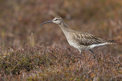 Whimbrel - Numenius phaeopus