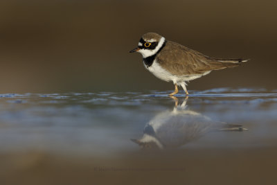 Ringed plover - Charadrius dubius