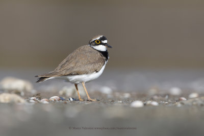 Ringed plover - Charadrius dubius