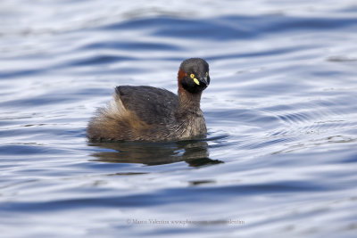 Australian Dabchick - Tachybaptus novaehollandiae