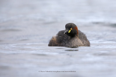 Australian Dabchick - Tachybaptus novaehollandiae