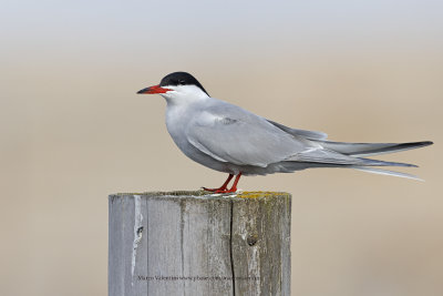 Common Tern - Sterna hirundo