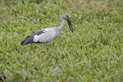 Asian Openbill - Anastomus oscitans