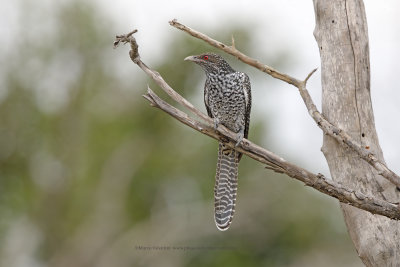 Asia Koel - Eudynamis scolopacea