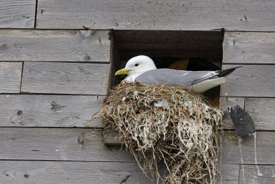 Kittiwake - Rissa trydactyla