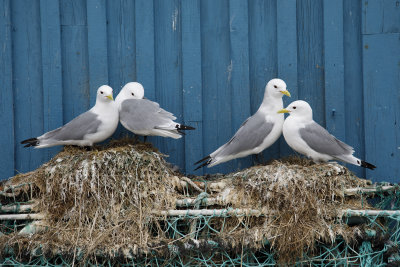 Kittiwake - Rissa trydactyla