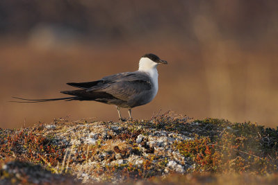 Long-tailed Skua - Stercorarius longicaudus