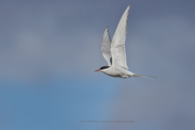 Arctic tern - Sterna paradisea