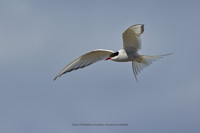 Arctic tern - Sterna paradisea