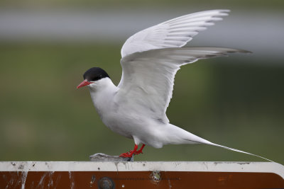 Arctic tern - Sterna paradisea