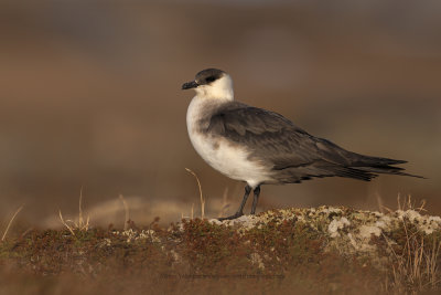 Arctic skua - Stercorarius parasiticus