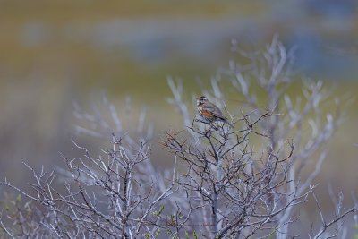 Redwing - Turdus iliacus