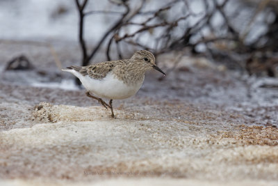 Temminck's stint - Calidris temminkii