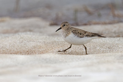 Temminck's stint - Calidris temminkii