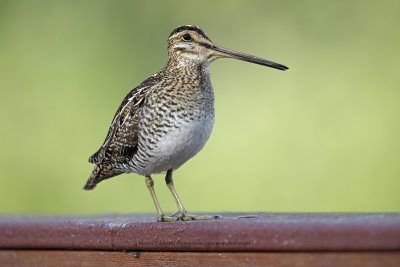 Wilson's Snipe - Gallinago delicata