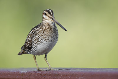 Wilson's Snipe - Gallinago delicata