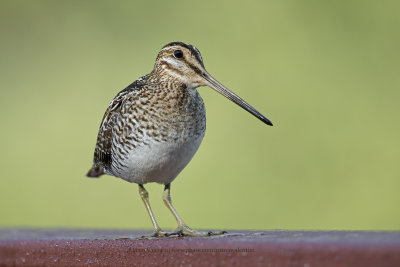 Wilson's Snipe - Gallinago delicata