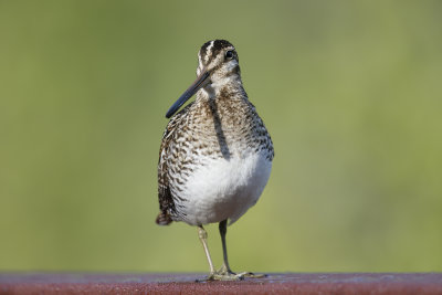 Wilson's Snipe - Gallinago delicata