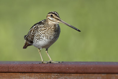 Wilson's Snipe - Gallinago delicata