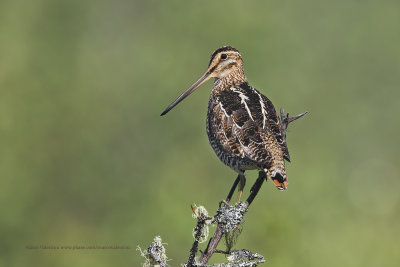 Wilson's Snipe - Gallinago delicata