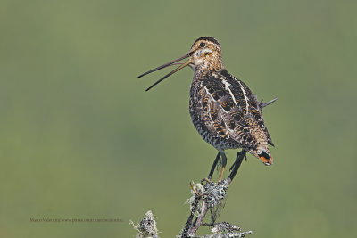 Wilson's Snipe - Gallinago delicata