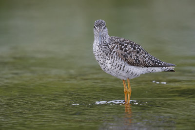 Greater Yellowlegs - Tringa melanoleuca