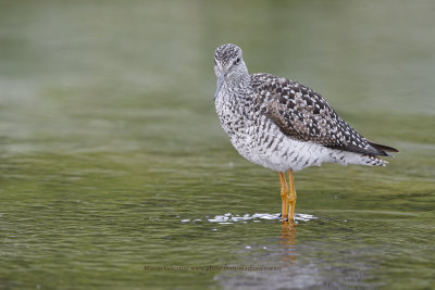 Greater Yellowlegs - Tringa melanoleuca