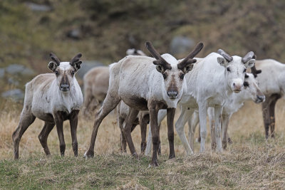 Reindeer - Rangifer tarandus