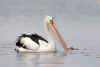 Australian pelican - Pelecanus conspicillatus