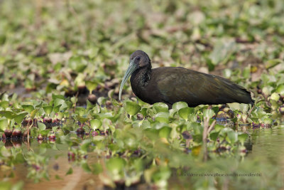 Green ibis - Mesembrinibis cayennensis