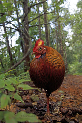 Sri Lanka Junglefowl - Gallus lafayetti