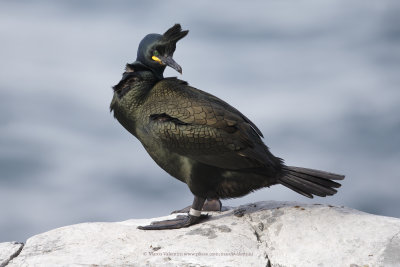 European Shag - Phalacrocorax aristotelis