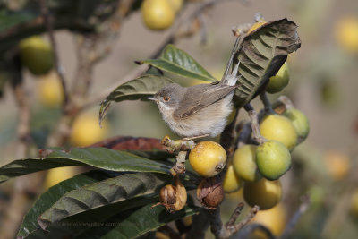 Subalpine warbler - Sylvia cantillans