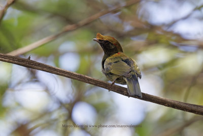 Helmeted Manakin - Antilophia galeata