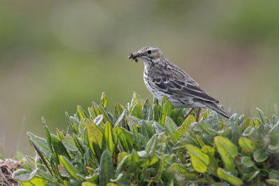 Meadow pipit - Anthus pratensis