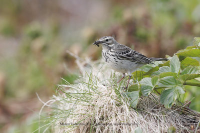 Meadow pipit - Anthus pratensis