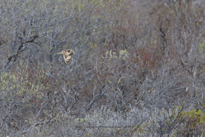 Short-eared Owl - Asio flammeus