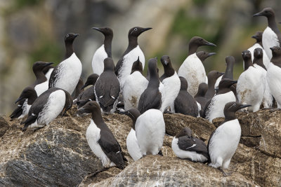 Common Guillemot - Uria aalge
