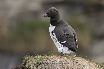 Common Guillemot - Uria aalge