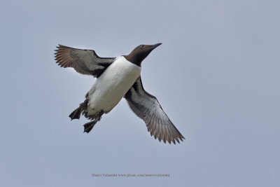 Common Guillemot - Uria aalge