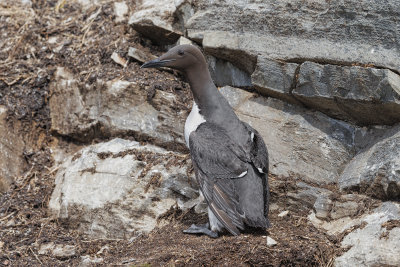 Common Guillemot - Uria aalge