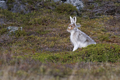 Arctic hare - Lepus timidus