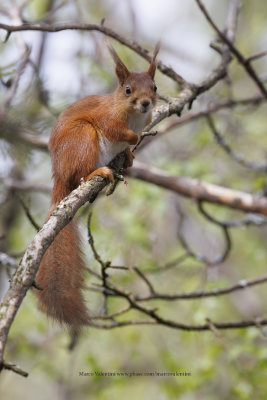 Eurasian red Squirrel - Sciurus vulgaris