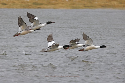 Goosander - Mergus merganser