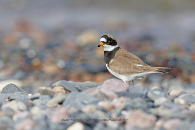 Ringed plover - Charadrius hyaticula