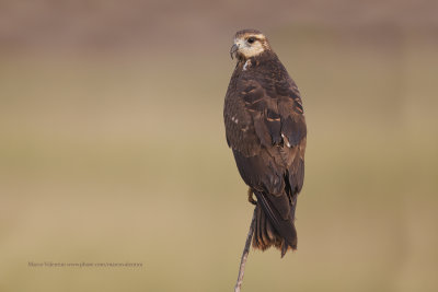 Snail kite - Rosthramus sociabilis