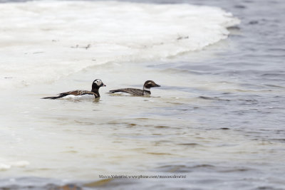 Long-tailed duck - Clangula hyemalis