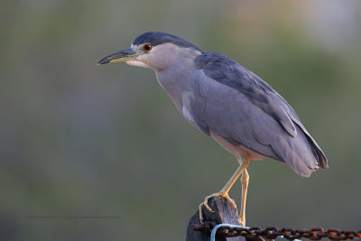 Night Heron - Nycticorax nyctocorax